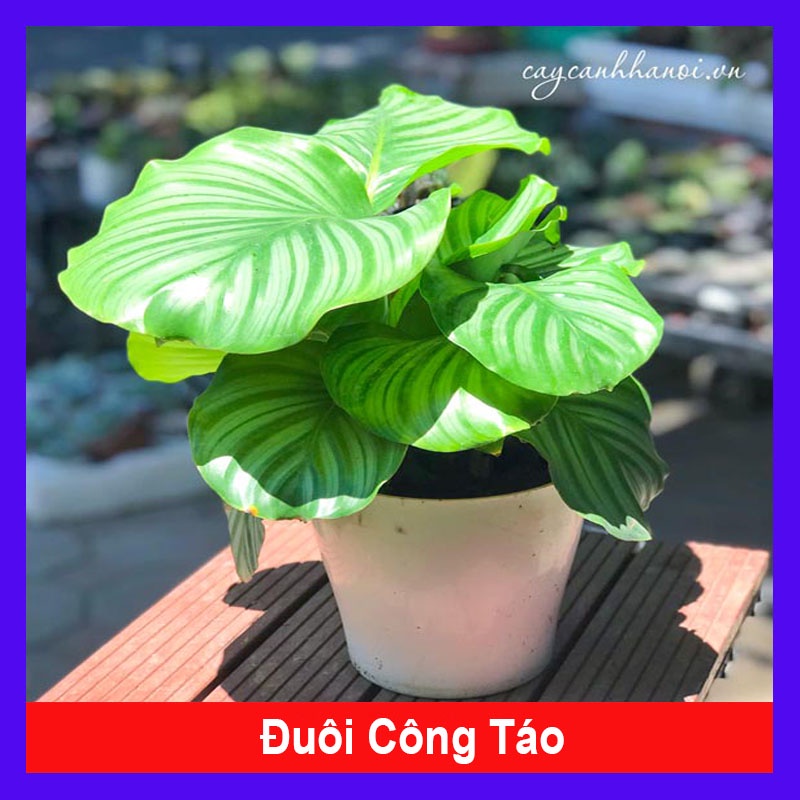 Cây đuôi công táo - cây cảnh để bàn - cây cảnh mini - caykiengsadec