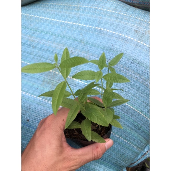 Cây Bạc Hà Sả Chanh Pháp - Lemon Verbena