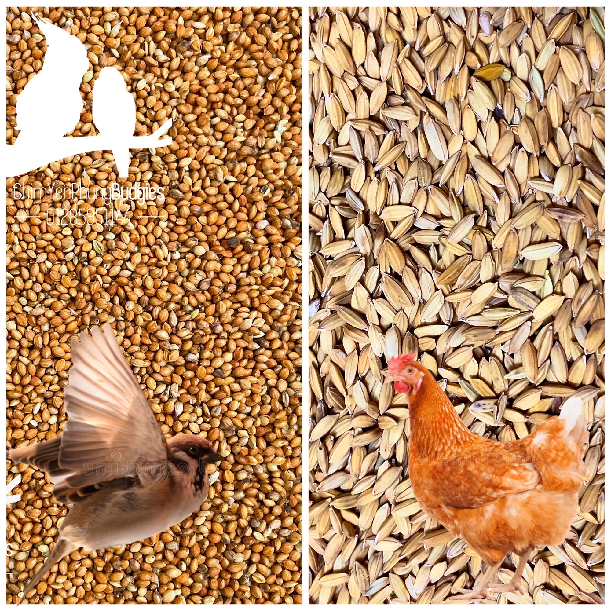 Kê đỏ & Lúa - thức ăn: Chim Cảnh, Gà.. (Combo 2kg)