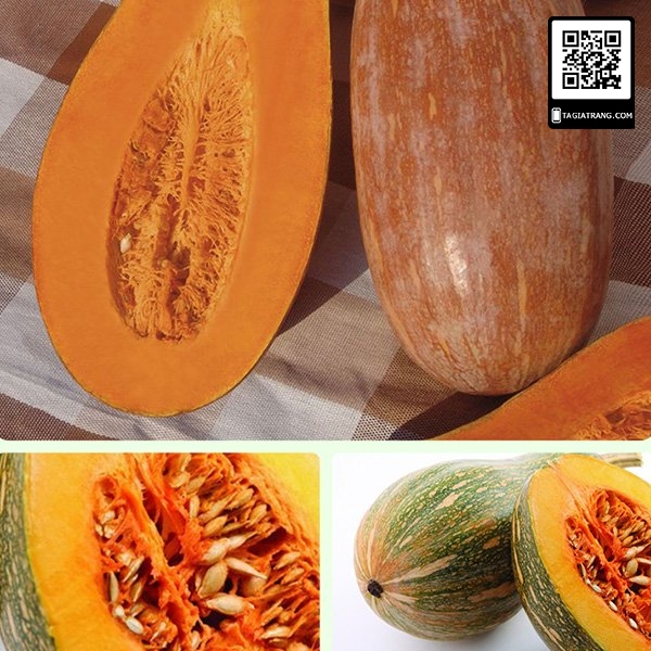 Hạt giống bí hạt đậu (bí đỏ hồ lô) quả dài F1