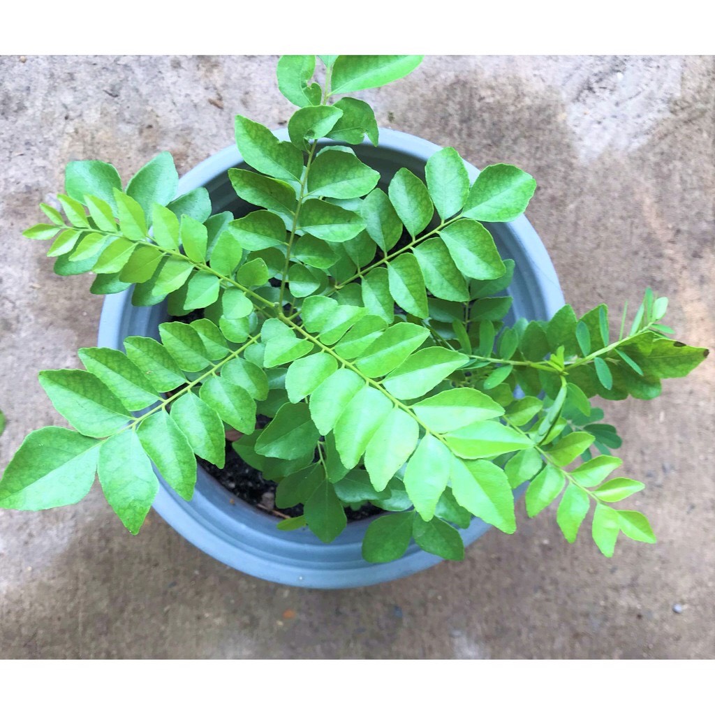 Lá Cà Ri Tươi (500 gram ) Gia Vị Cho Món Ăn Thơm Ngon