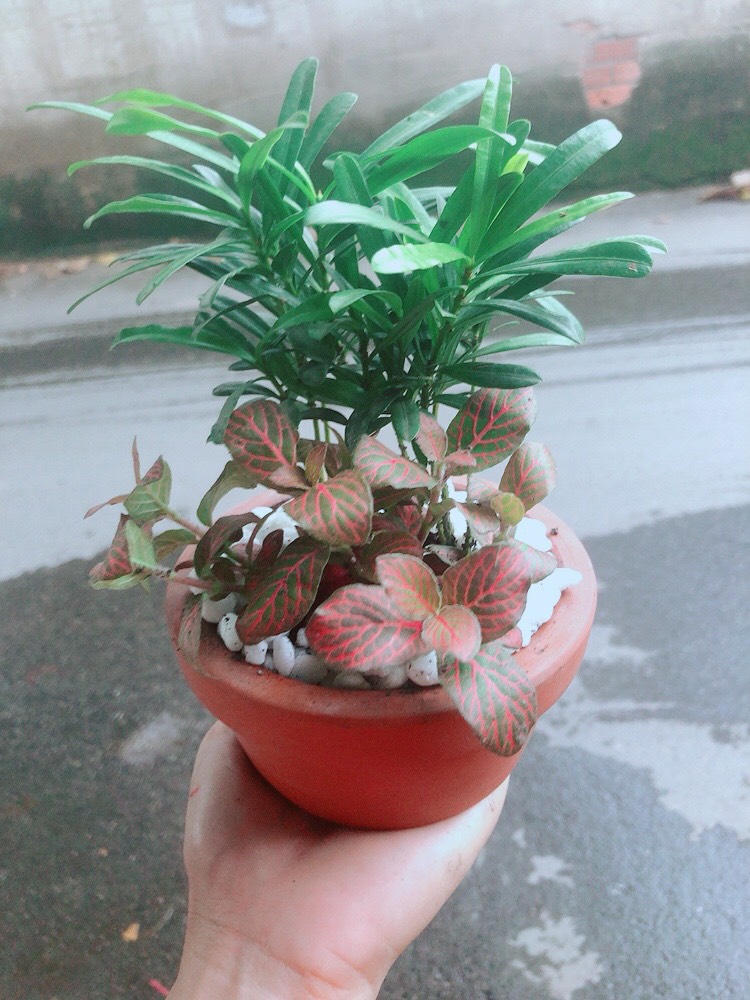 Chậu Tùng Vạn Niên+Cẩm Nhung (cây lá may mắn)