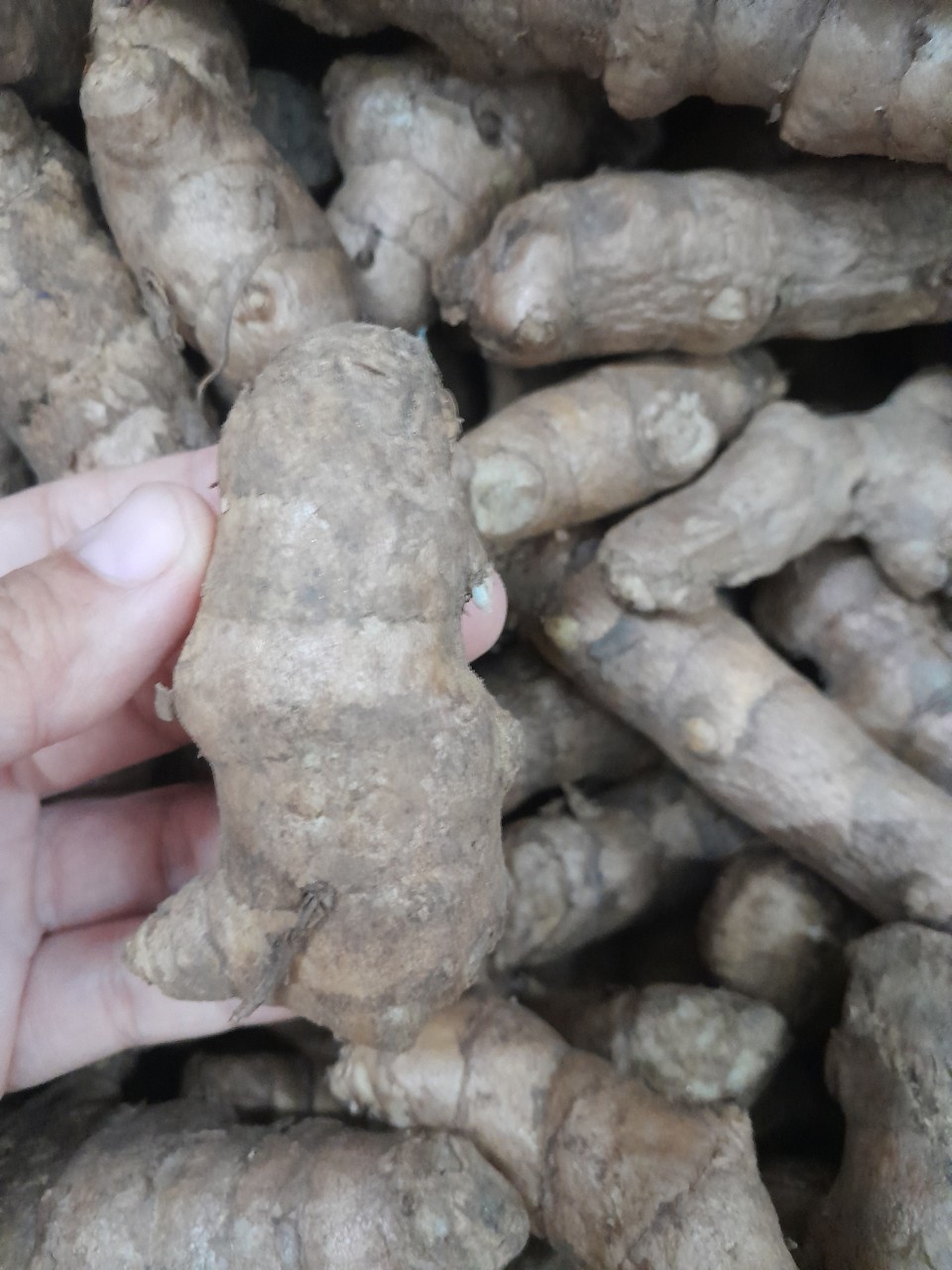 Củ Ngãi Chống Độc tươi 1kg ( ngãi trắng, nghệ trắng, nghệ rừng)