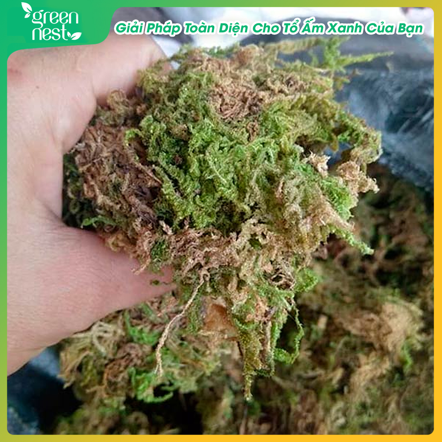 Combo 400gram Rêu Rừng & 1 kg Vỏ Thông