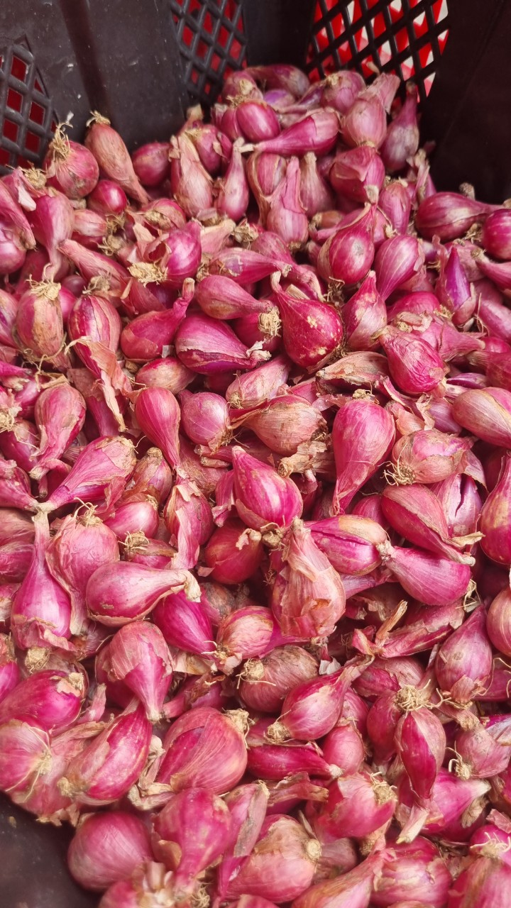 Hành tím Lý Sơn