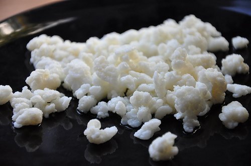 Nấm sữa Milk Kefir