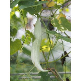 Hạt giống khổ qua tây - Gói 2gram