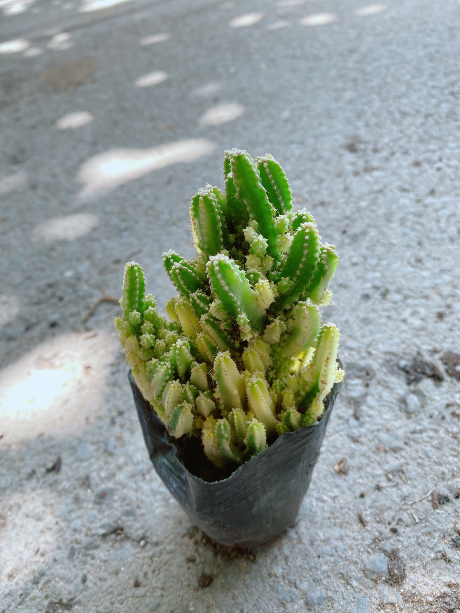 Xương Rồng Thanh Sơn Vàng