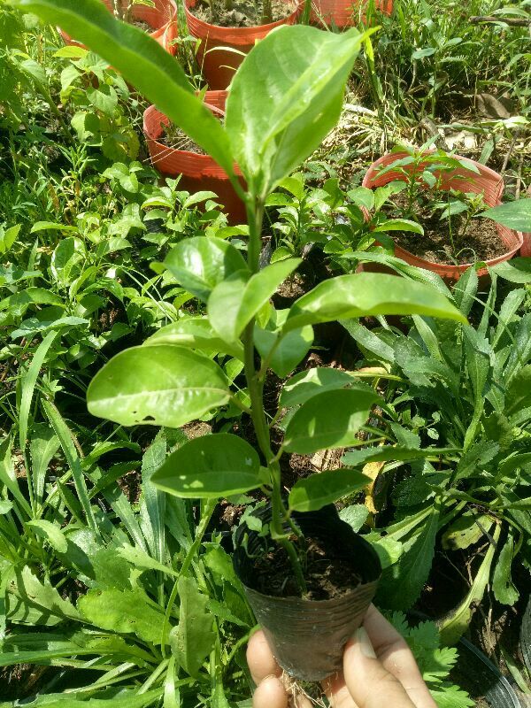 Cây chanh dây giống