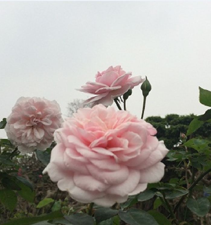 Hạt giống hoa hồng vân khôi ( 20 hạt/Kèm gói kích hạt nảy mầm )