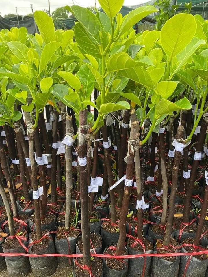 Cây giống mít ruột đỏ (trái sớm)