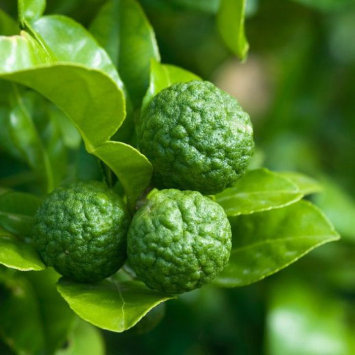 Hạt giống Chanh Thái Lan / Chanh Chúc gói 5 hạt