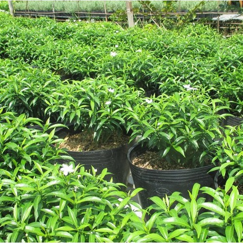 Mai Vạn Phúc - Cây cảnh sân vườn - caykiengsadec
