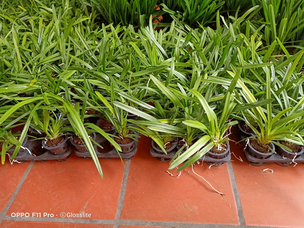 Lan Giống Kiem Jindamanee Tự Thụ cây 52