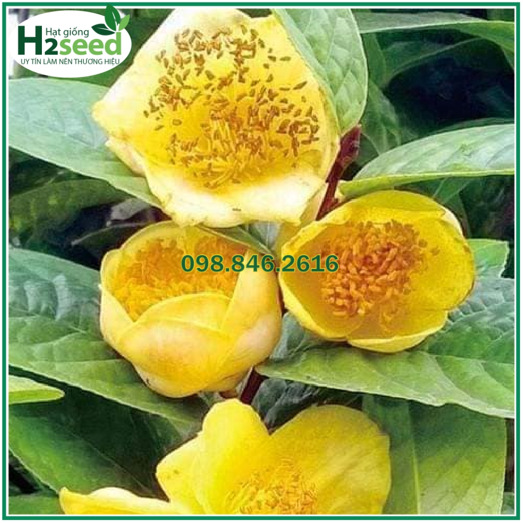 [Giống chuẩn] 3 Cây chè trà hoa vàng trồng từ hạt