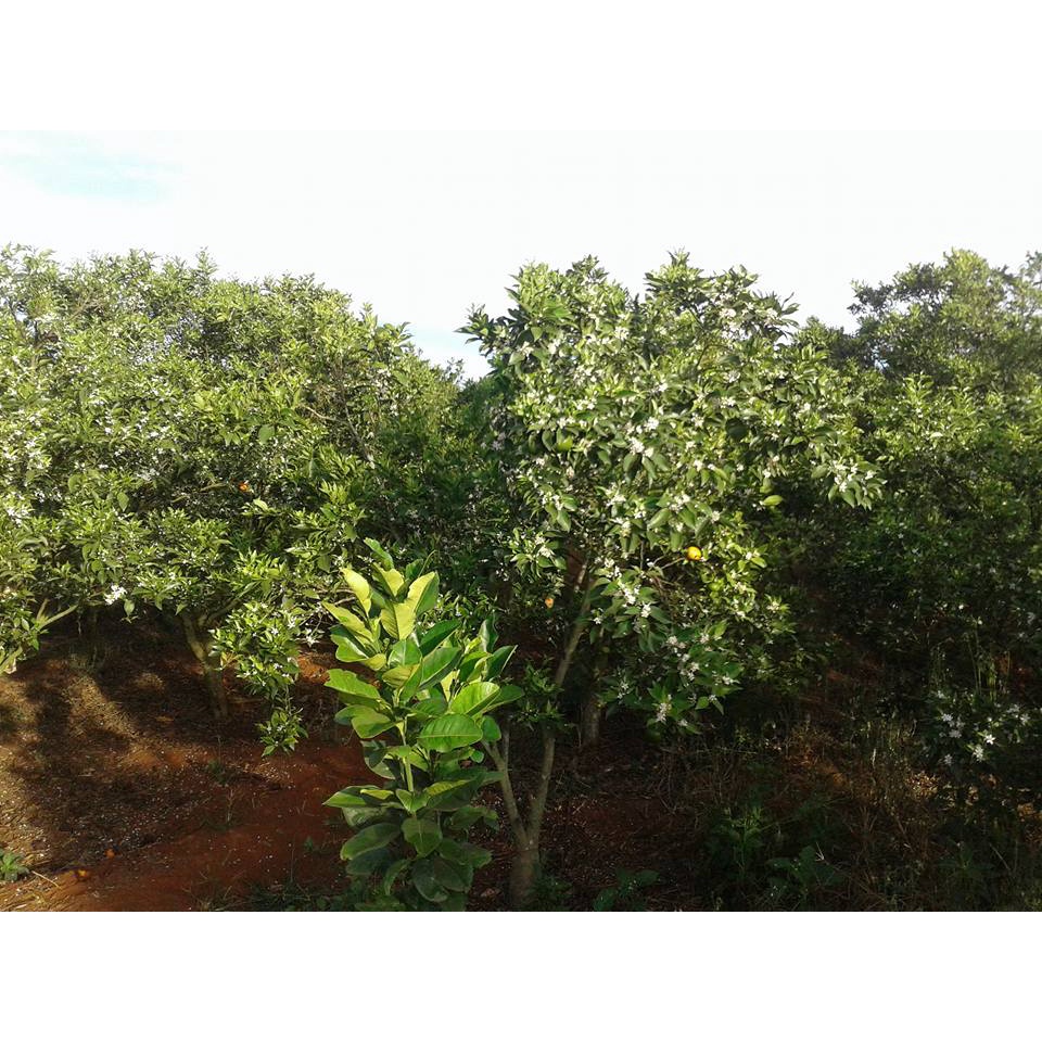 Cây Cam Đường Canh (ghép siêu sớm)
