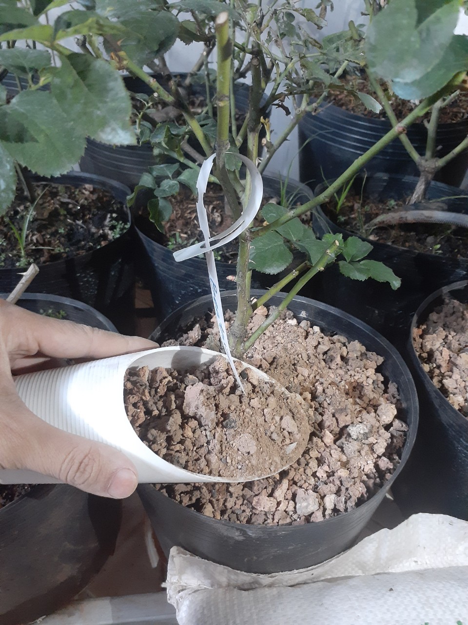HCM 3.5kg XỈ THAN TỔ ONG Đã xử lý