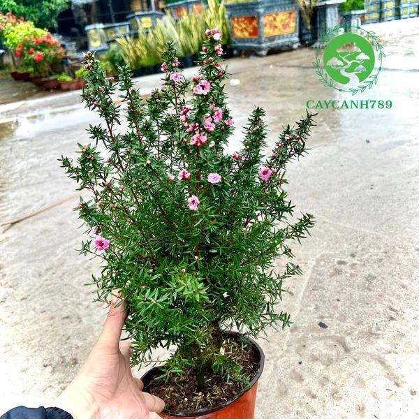 Cây nhất chi mai cao 50-60cm (ảnh thật