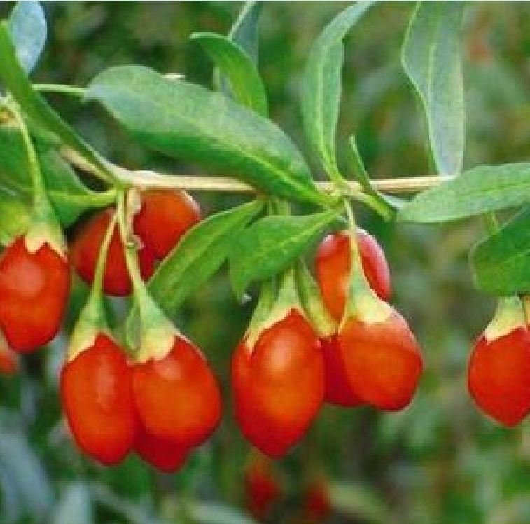 Hạt giống câu kỷ tử  ( cây dược liệu ) 50 Hạt - VTNT