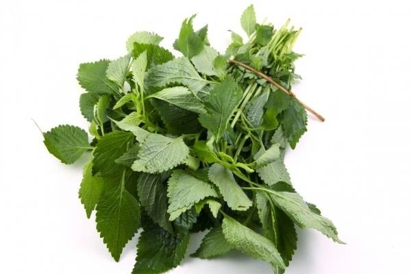 Bột Kinh Giới Nguyên Chất 100g