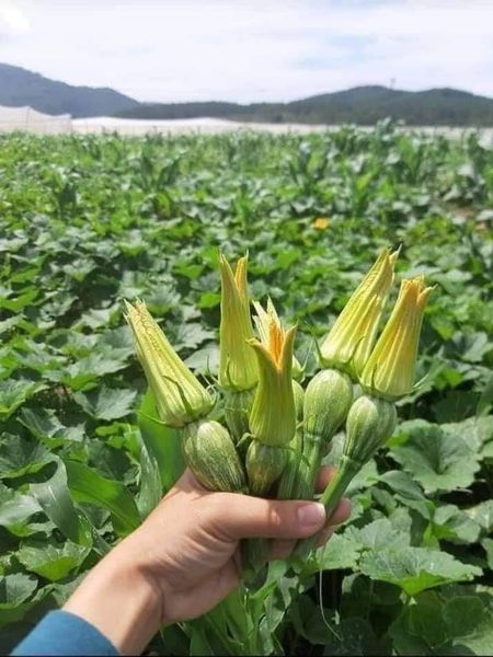 Hạt giống bí siêu nụ gói 20 hạt
