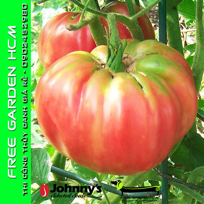 COMBO 50 HẠT GIỐNG CÀ CHUA BRANDYWINE - Johnny’s Seed – Mỹ