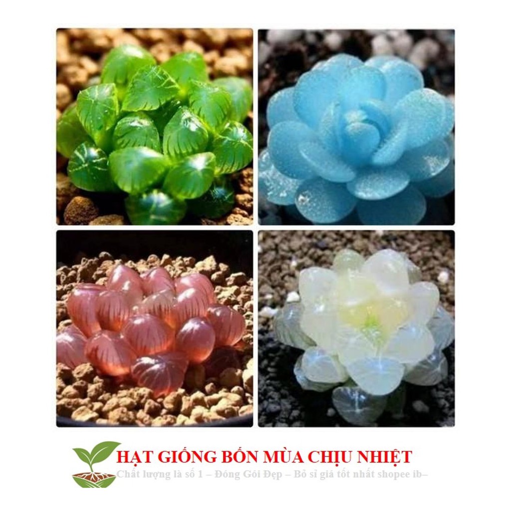 MJ68 Hạt giống Sen đá Kim Cương (20 hạt)