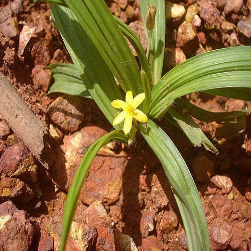 Combo 2 cây sâm cau giống - 45645