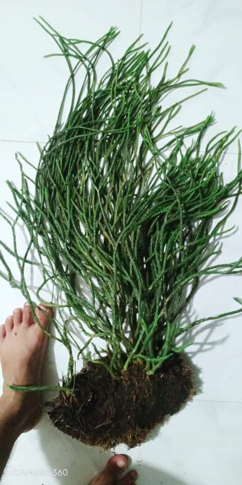 Cây Râu Rông Thông Mượt