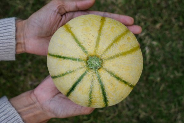 Hạt Giống Dưa Lê Sọc Ấn Độ