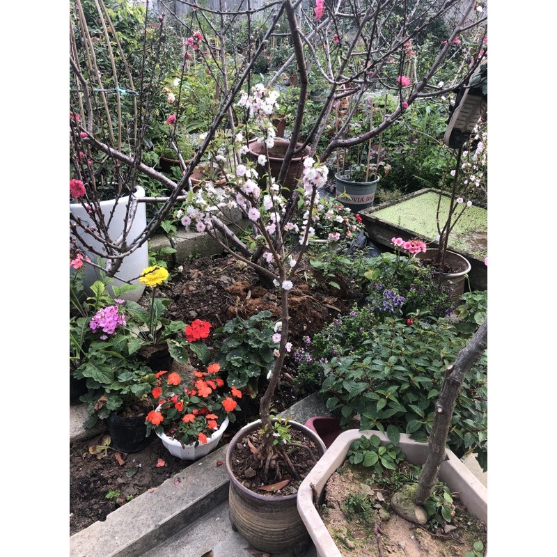 Mai trắng 🌲FREESHIP🌲 Nhất Chi Mai [ Cây Giống ]