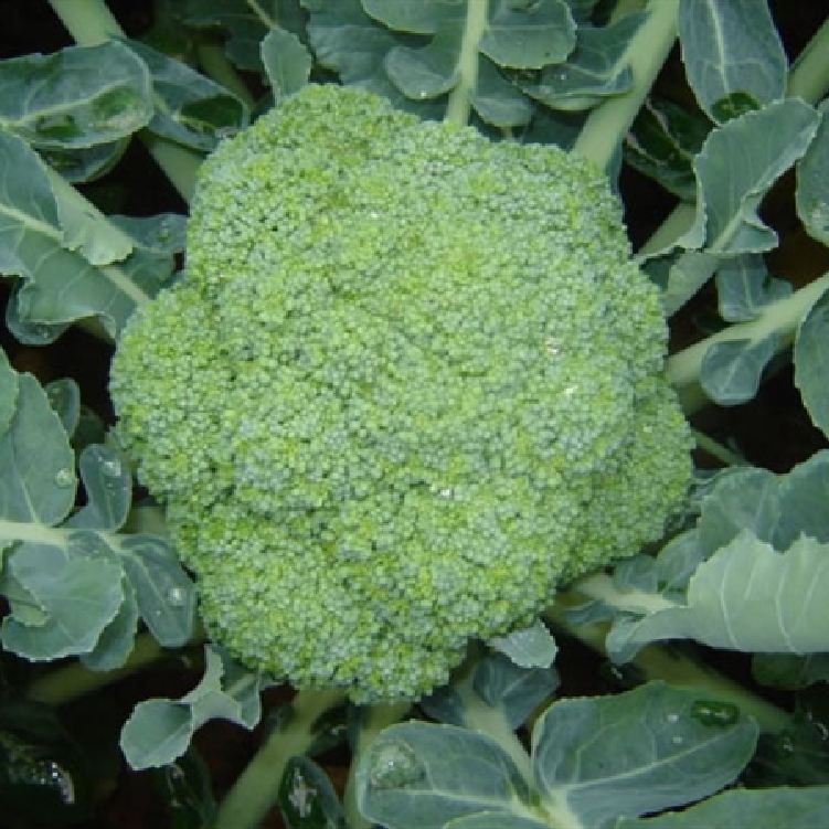 "Gói 0.2Gr- "Hạt giống Súp lơ xanh [Seeds]