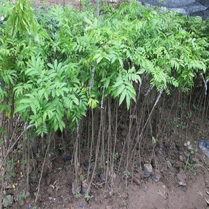 Cây giống sấu hạt cho quả sai trĩu