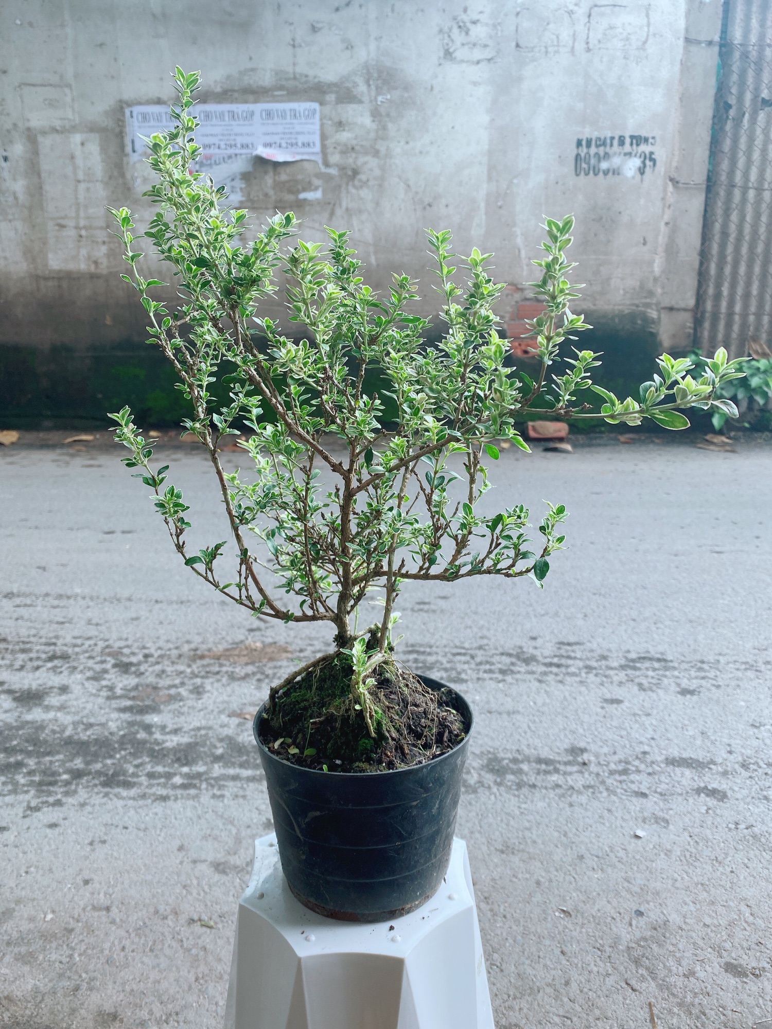 Cây Bạch Tuyết Mai