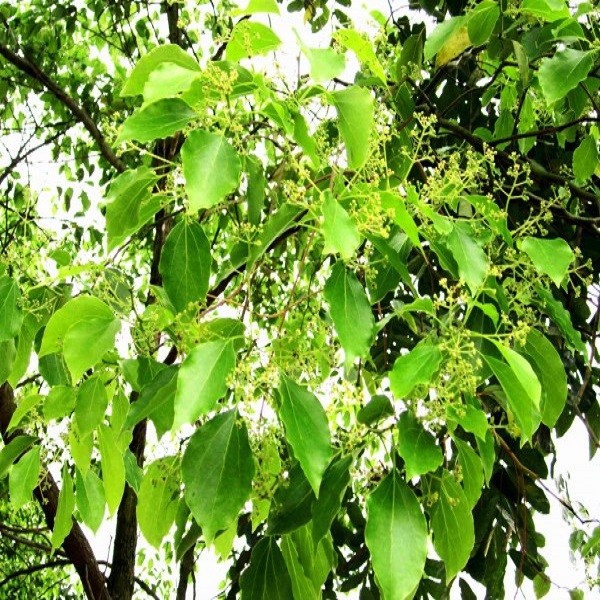 5 cây giống long não - 35450