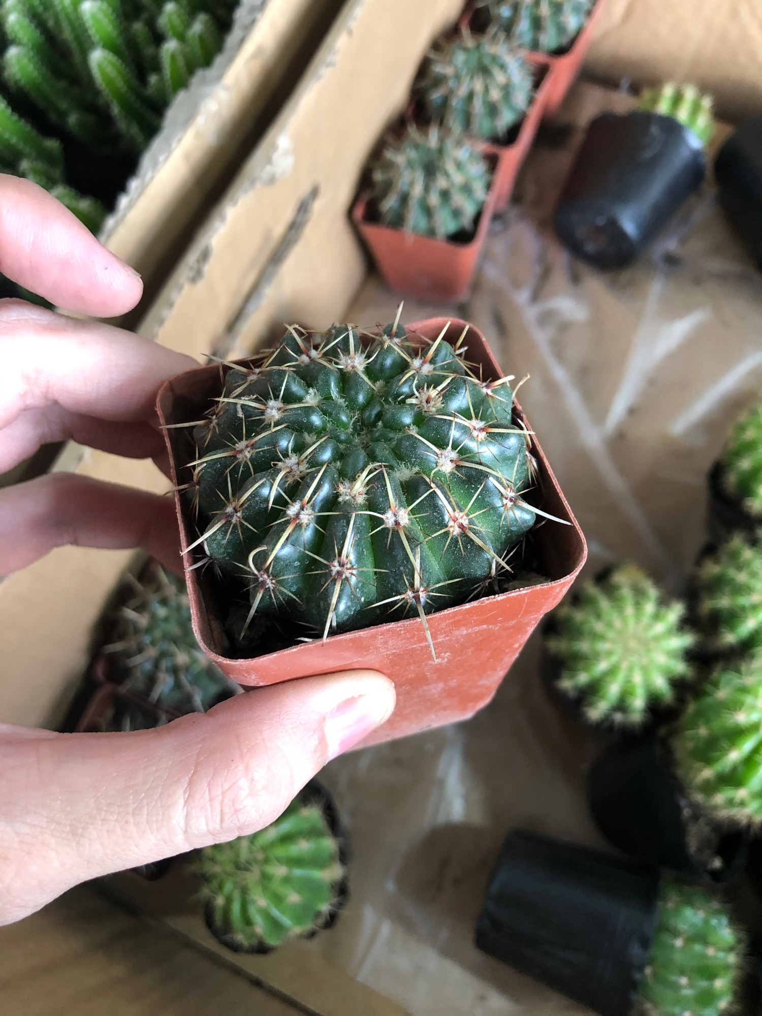 Xương rồng gai kiếm