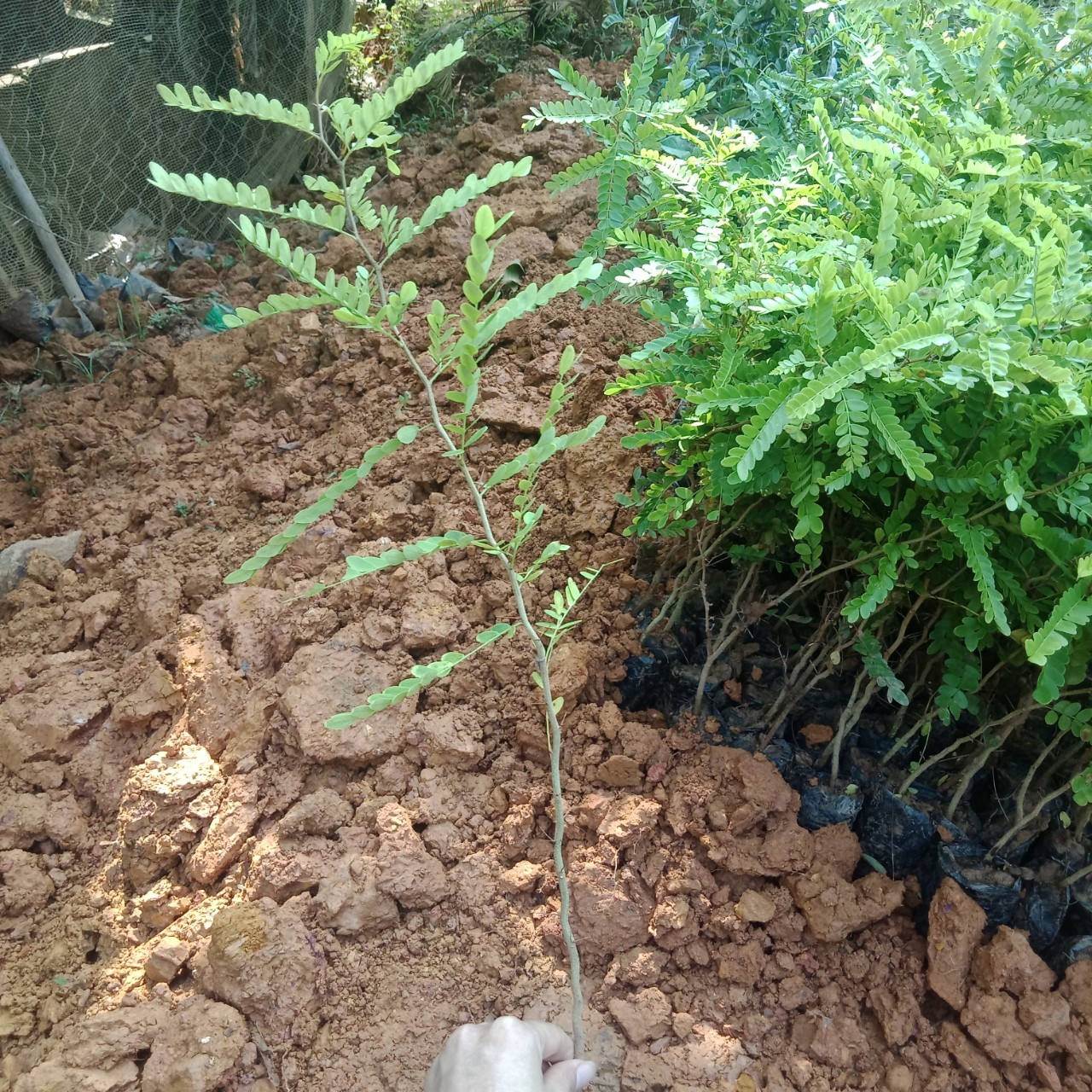Giống cây bồ kết, Cây cao 30-35cm