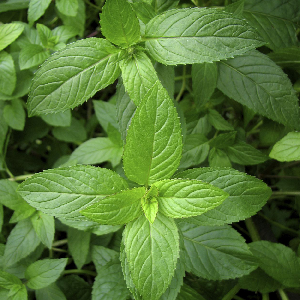Peppermint Seeds - Peppermint Vtp102 |   Van Tin Store