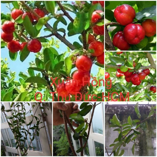 Chậu Cây sơ ri ngọt thái lan cây to đẹp mới về