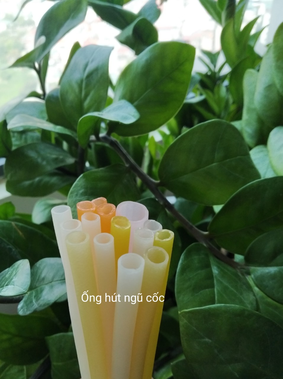 Ống hút gạo ( Túi 100 ống màu trắng)