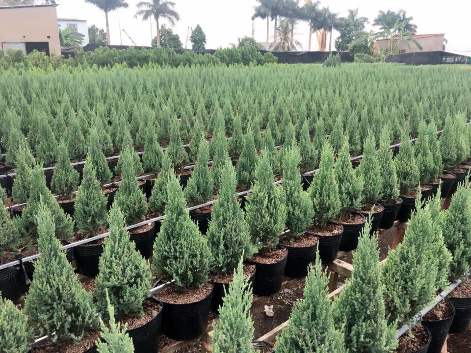 PHÂN BÓN VỌT ĐỌT RA RỄ