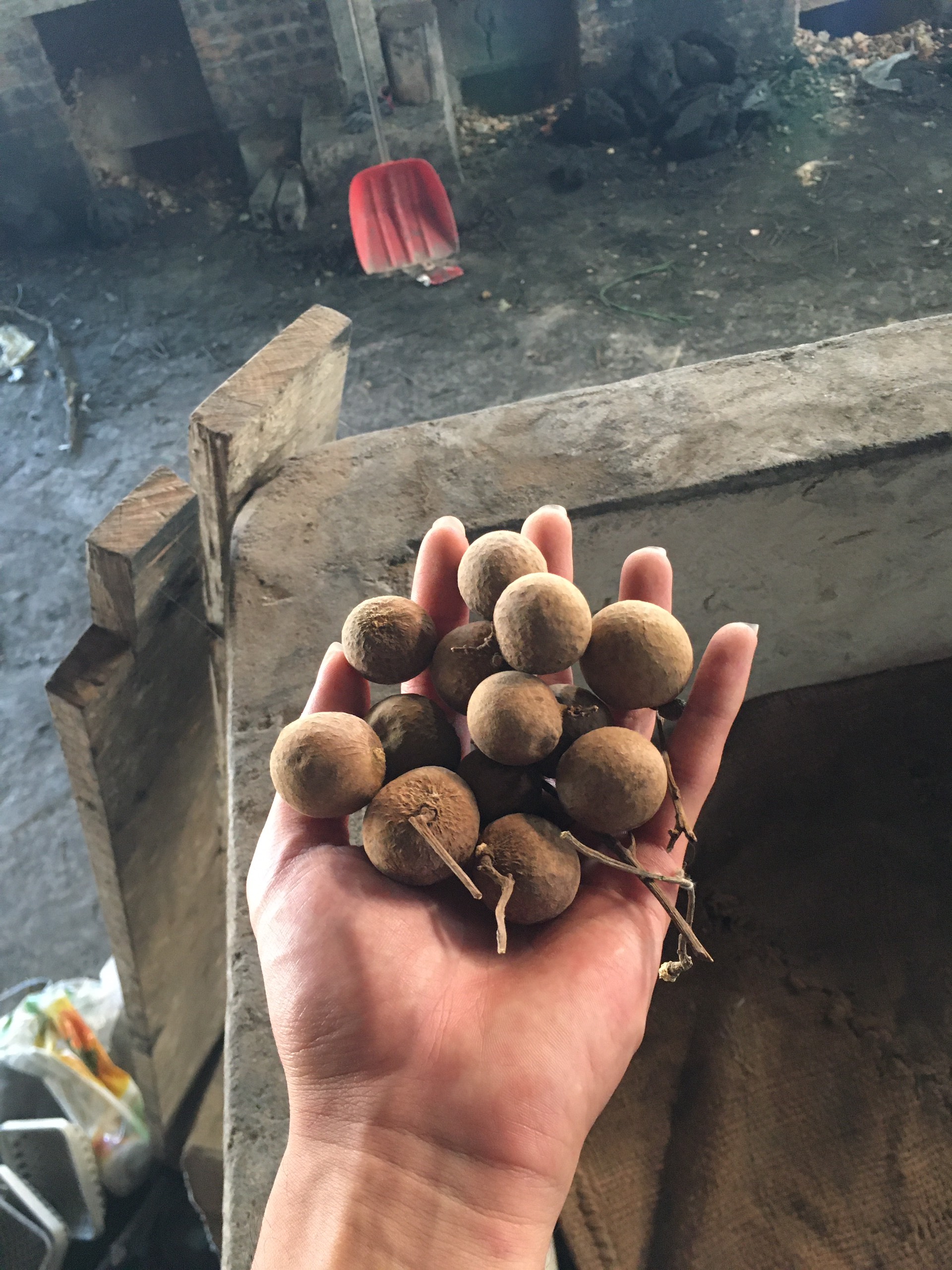 CB 1KG Nhãn Sấy Khô Siêu Ngon ( Sỉ, Lẻ )