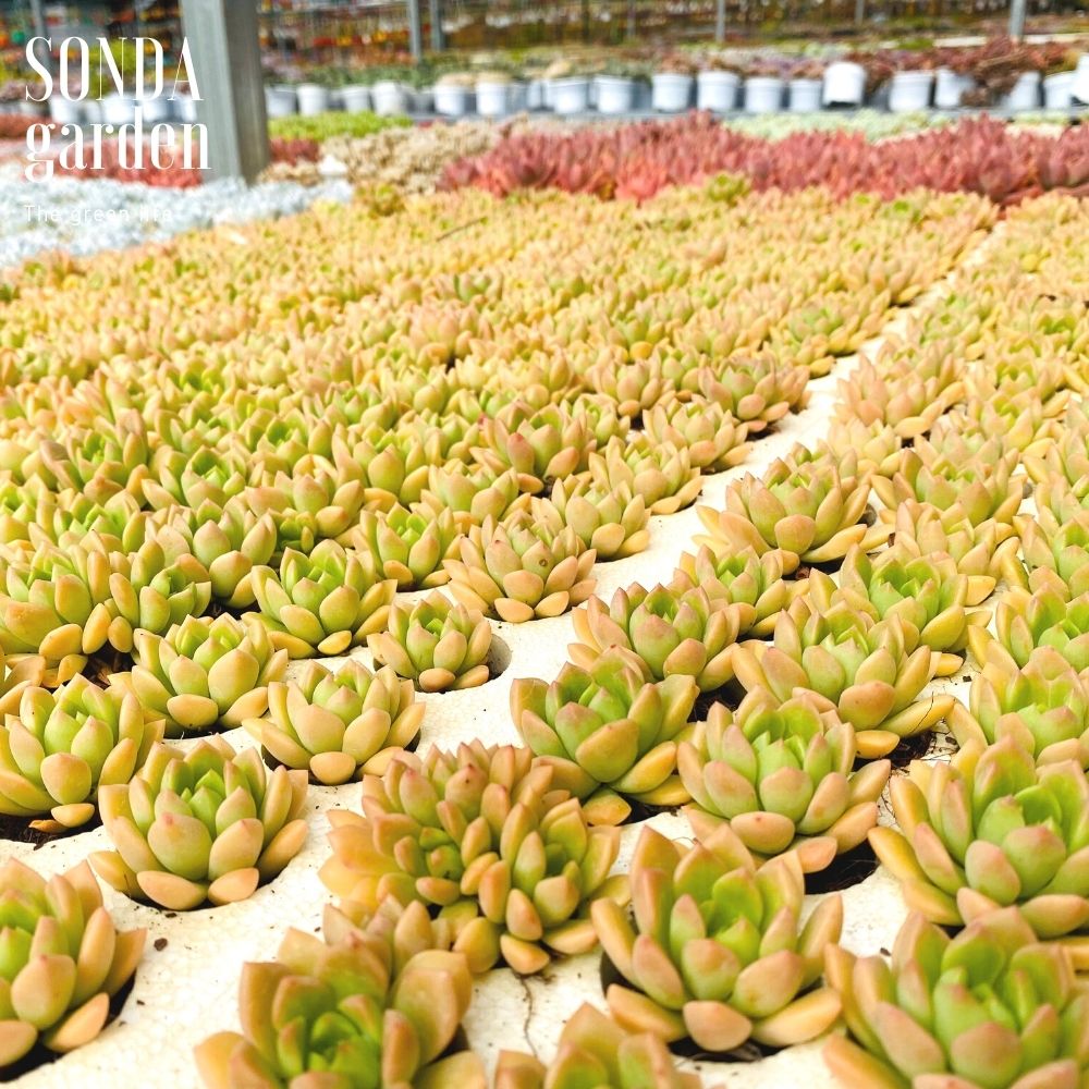 SEN ĐÁ MẶT TRỜI SIZE MINI KHOẺ ĐẸP LỖI 1 ĐỔI 1