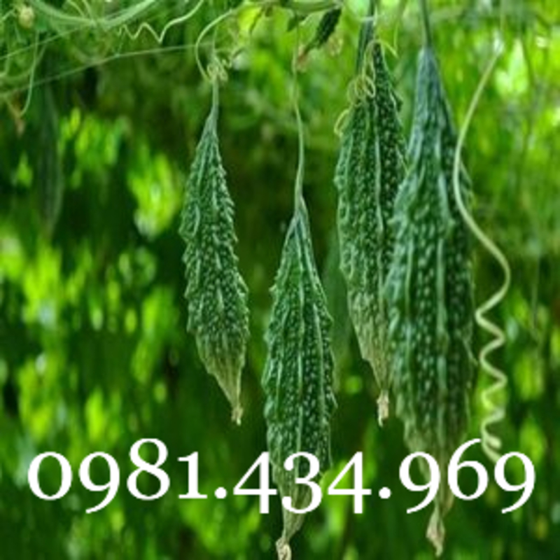 Cây bông giấy cẩm thạch, cây hoa giấy lá bạc, hoa giấy đột biến, cây hoa giấy var - Bougainvillea Var