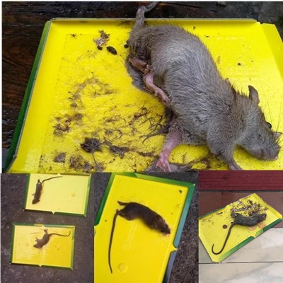 Keo dính bẫy chuột siêu dính Sticky Mouse Board
