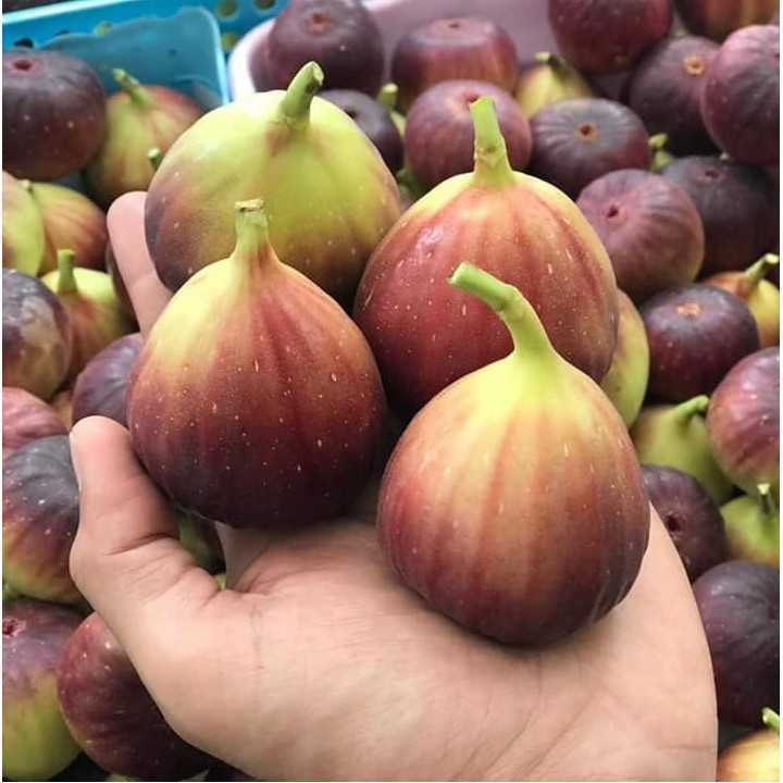 [Rẻ Vô Địch] Quả sung mỹ khô 150g Dan D Pak