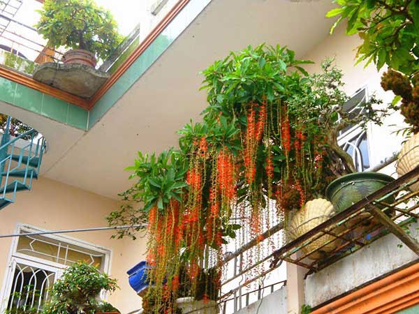 Cây lộc vừng giống cao 30cm
