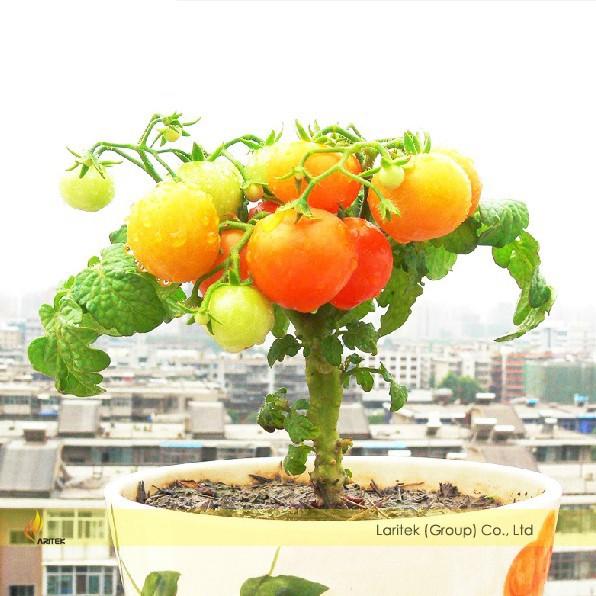 Hạt giống Cà Chua lùn quả vàng sai quả