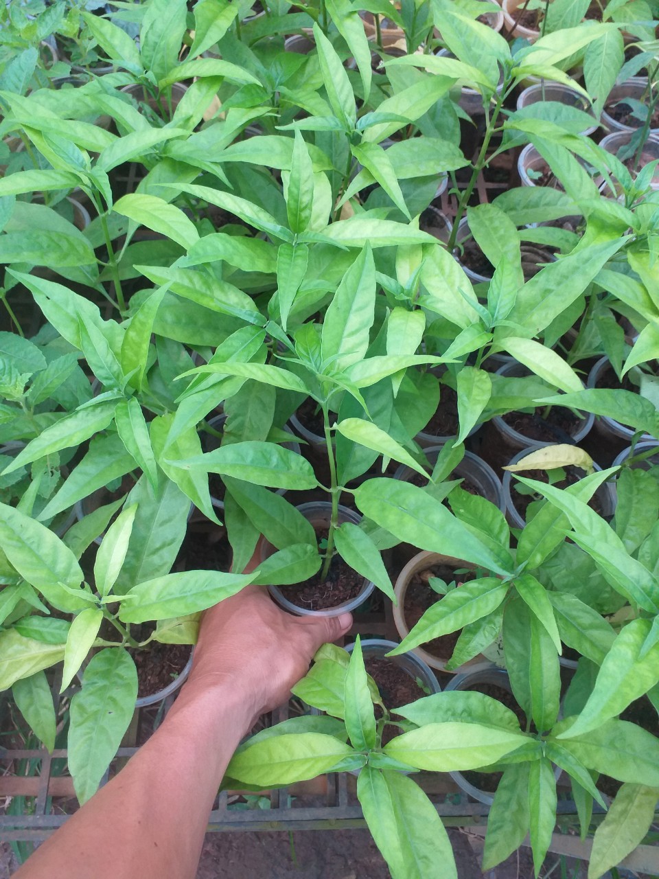 Cây Hoàn Ngọc trắng