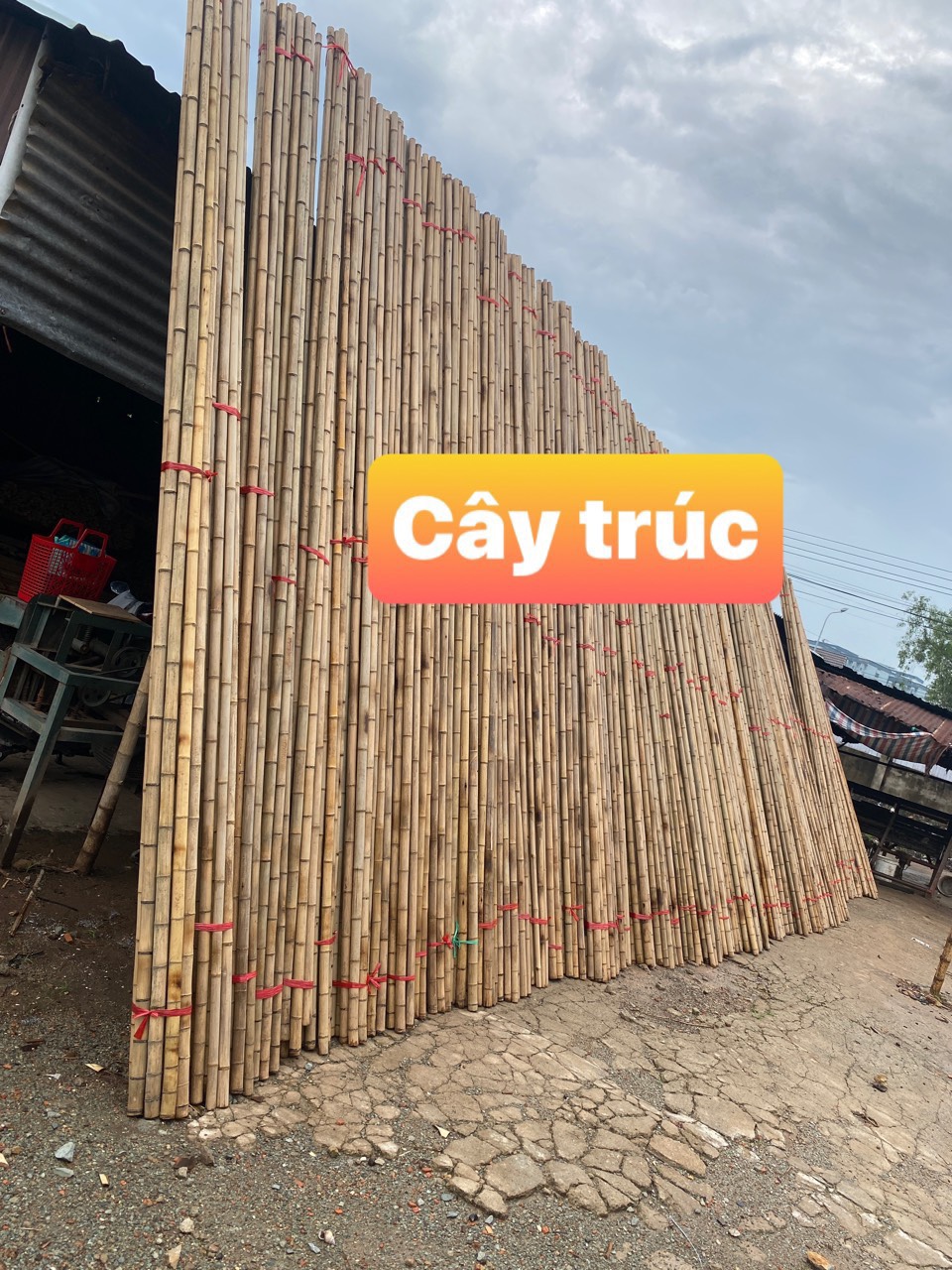 [HCM]Cây tre trúc dài 1m